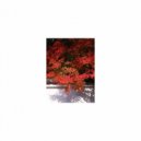 Mindfulness Healing Sleep BGM Project - Turing and Mental stability (Sleep BGM)