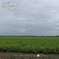 Ruimte Vogel - World Of Vocal