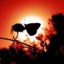 Osc Project - Metamorphosis