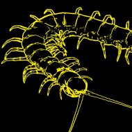 Firefly - Scolopendra