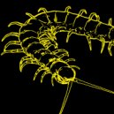 Firefly - Scolopendra