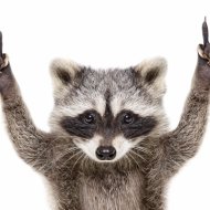 Vl Raccoon - T.VL.51