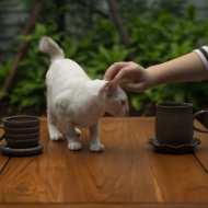 Good Morning Jazz Cafe & Jazz Chill Out Relax & Music For Cats - Tranquil Jazz Catnap