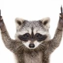 Vl Raccoon - expression (Original)