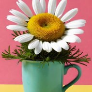 Hamich - Merry Chamomile