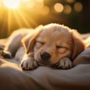 Radio musical para perros & Domingo por la tarde & Suave al aire libre - Vibraciones De Pawsitive Con Lofi